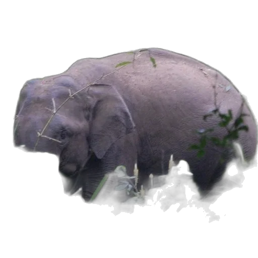 animal, creature, staff, hat transparent PNG cut-out
