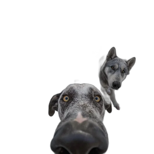 animal, face, creature, mask transparent PNG cut-out