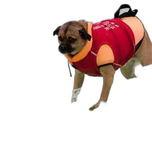 jacket, animal, staff, creature transparent PNG cut-out