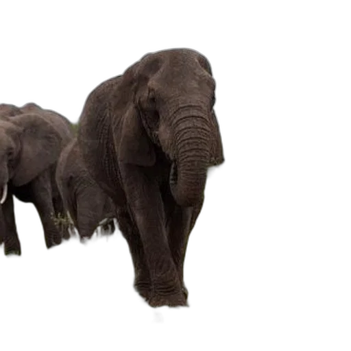 animal, creature, 3d render, photorealistic transparent PNG cut-out