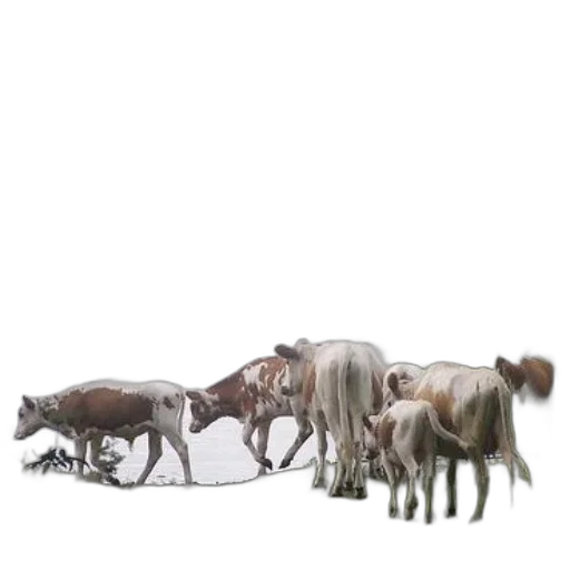 animal, furniture, creature, car transparent PNG cut-out