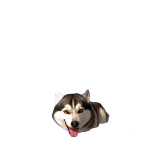 animal, creature, face, staff transparent PNG cut-out