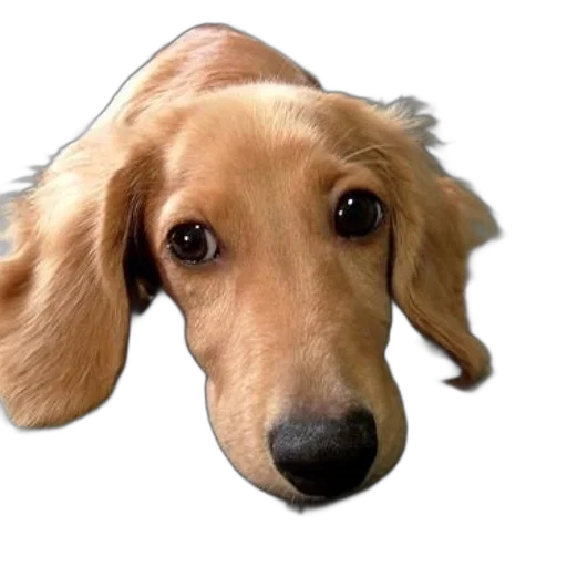 animal, face, staff, hat transparent PNG cut-out