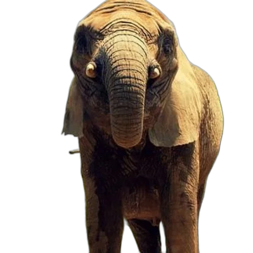 animal, creature, staff, face transparent PNG cut-out
