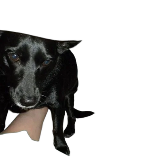 hat, animal, shoes, creature transparent PNG cut-out