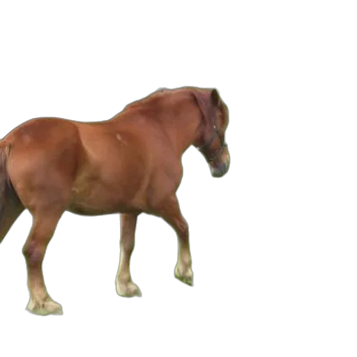 animal, creature, hat, hair transparent PNG cut-out