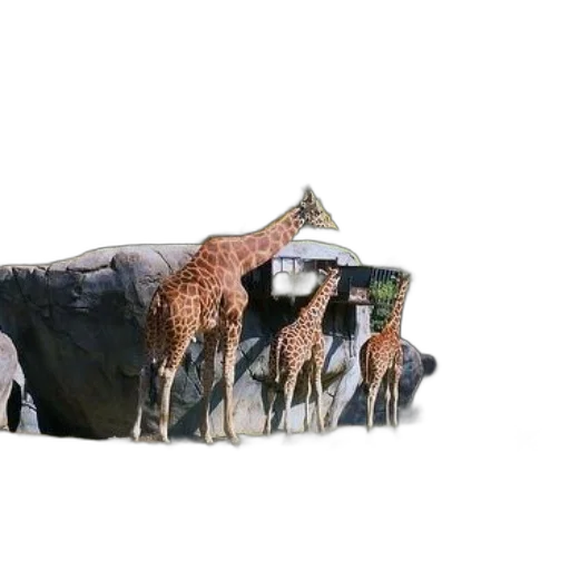 animal, hat, furniture, car transparent PNG cut-out