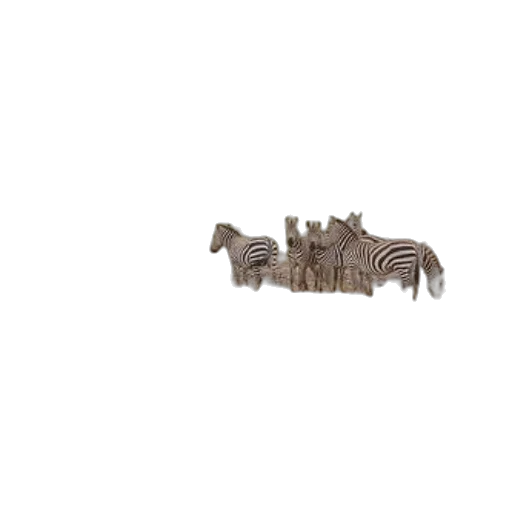animal, furniture, creature, hair transparent PNG cut-out