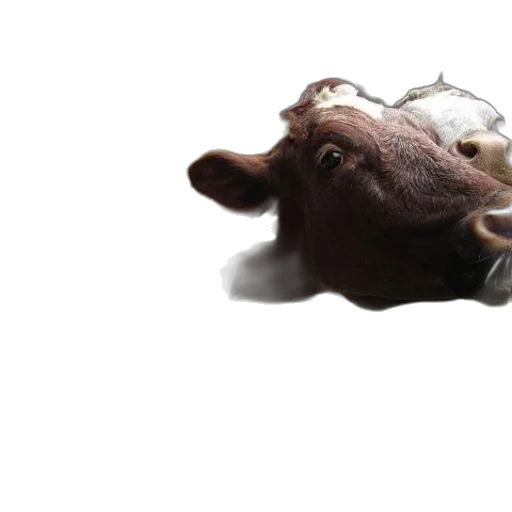 animal, mask, face, creature transparent PNG cut-out