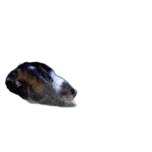 animal, creature, face, hair transparent PNG cut-out