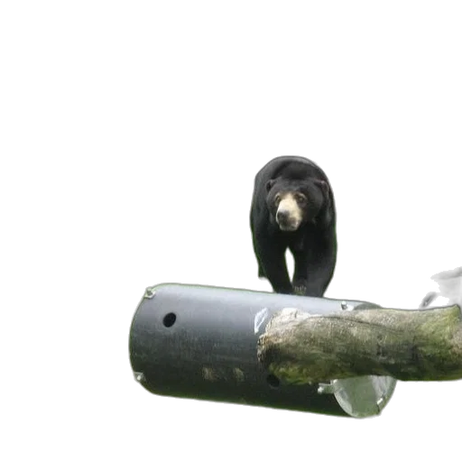 animal, bottle, weapon, staff transparent PNG cut-out