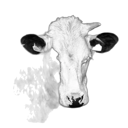 animal, face, mask, creature transparent PNG cut-out