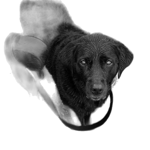 animal, creature, staff, hat transparent PNG cut-out