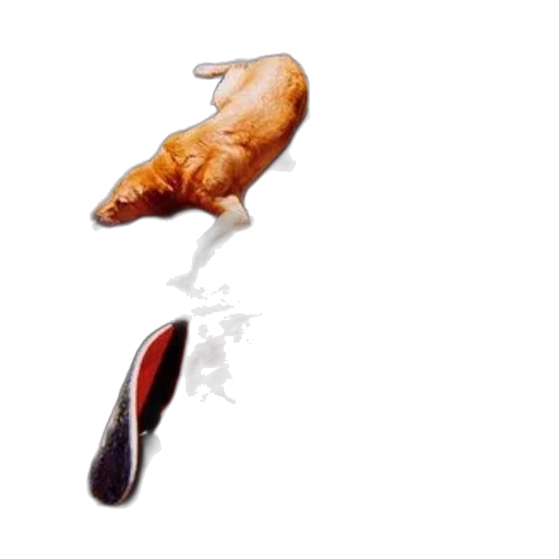food, animal, shoes, weapon transparent PNG cut-out