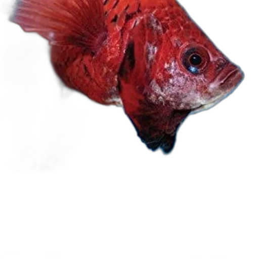 animal, staff, creature, face transparent PNG cut-out