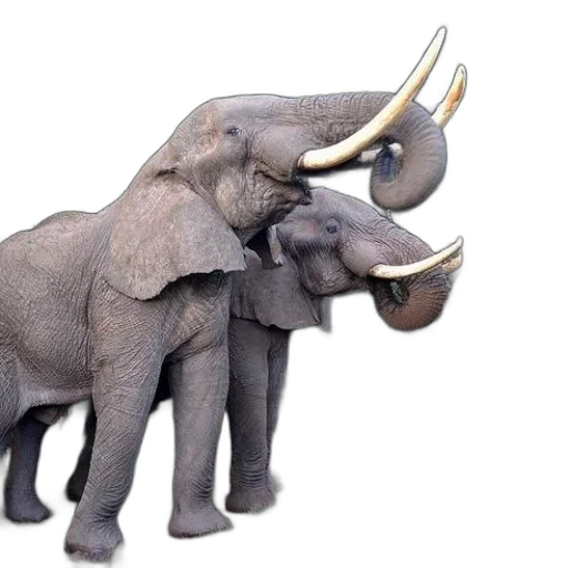 animal, jewelry, weapon, 3d render transparent PNG cut-out