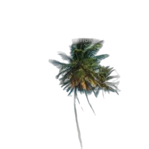 hair, tree, umbrella, flower transparent PNG cut-out
