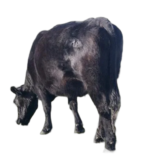 animal, creature, food, face transparent PNG cut-out