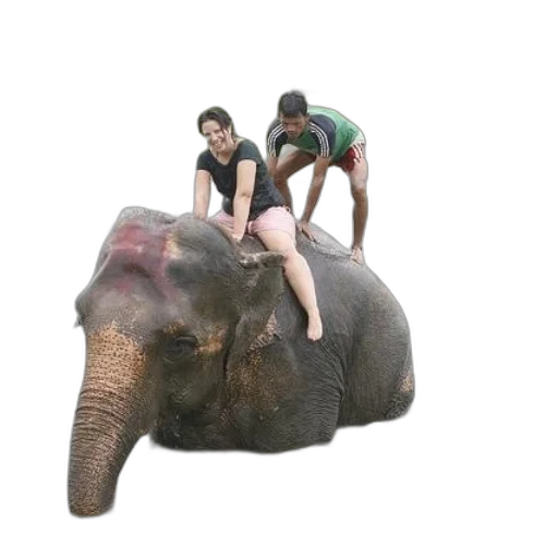 animal, creature, umbrella, car transparent PNG cut-out