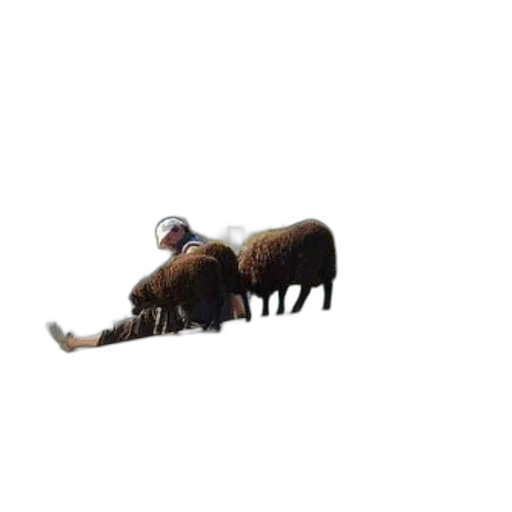 animal, hair, creature, furniture transparent PNG cut-out