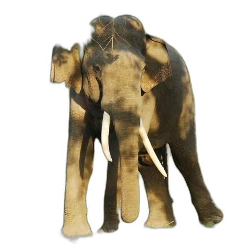 animal, staff, creature, weapon transparent PNG cut-out