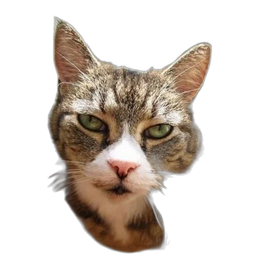 animal, face, staff, creature transparent PNG cut-out