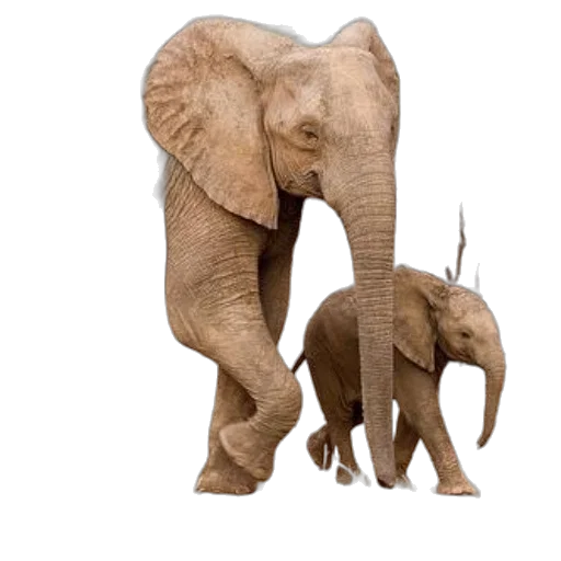 animal, creature, concept art, photorealistic transparent PNG cut-out