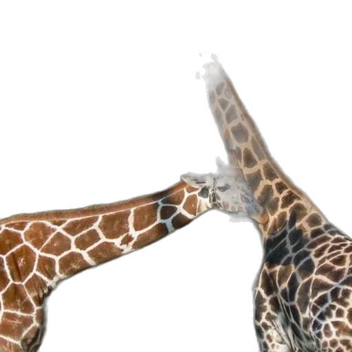 animal, 3d render, concept art, two transparent PNG cut-out