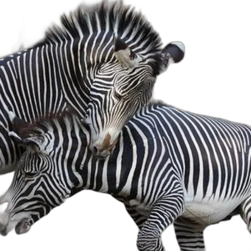 animal, creature, jewelry, photorealistic transparent PNG cut-out