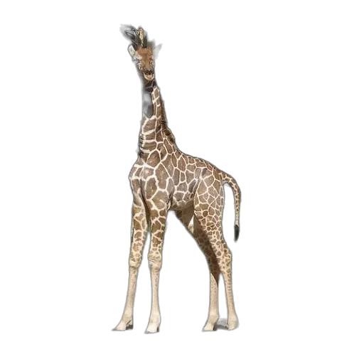 animal, creature, staff, weapon transparent PNG cut-out