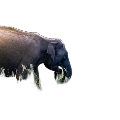 animal, creature, hair, hat transparent PNG cut-out