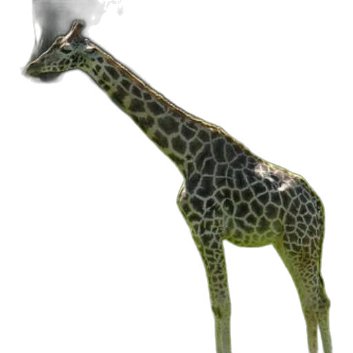 animal, creature, staff, dragon transparent PNG cut-out
