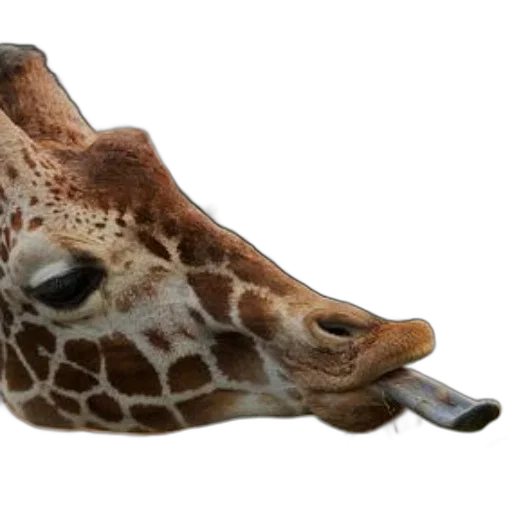 animal, shoes, creature, hat transparent PNG cut-out