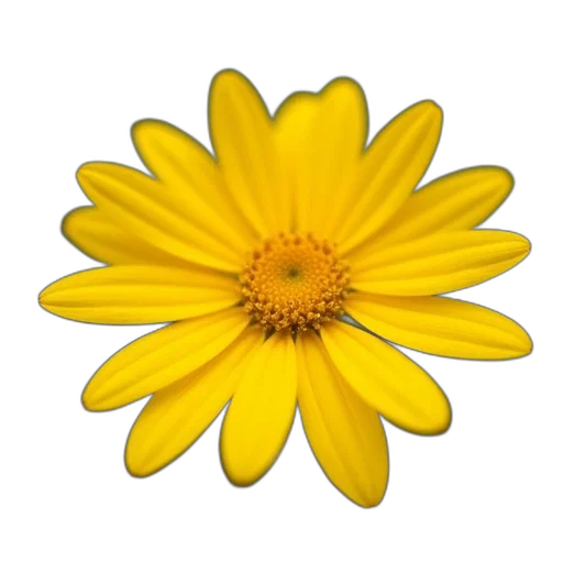 flower, crown, jewelry, staff transparent PNG cut-out