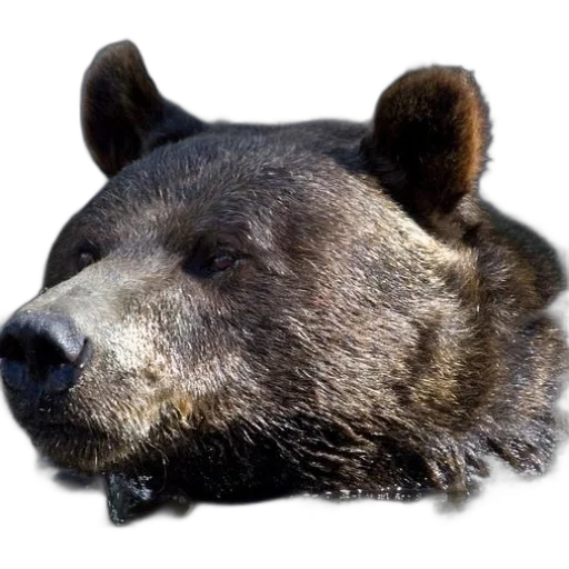 animal, face, creature, mask transparent PNG cut-out