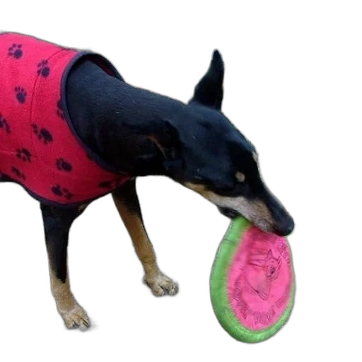 animal, creature, umbrella, food transparent PNG cut-out