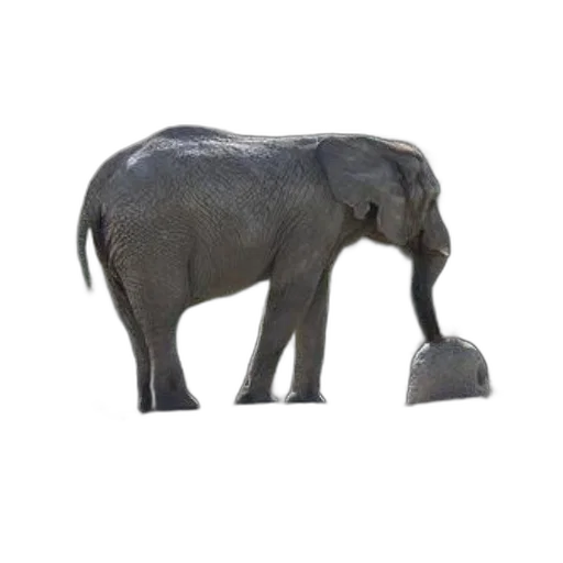 animal, hat, staff, creature transparent PNG cut-out