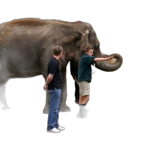animal, creature, weapon, staff transparent PNG cut-out