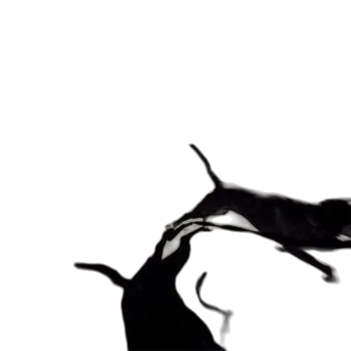 animal, dragon, creature, hair transparent PNG cut-out