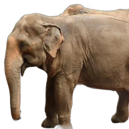 animal, creature, staff, photorealistic transparent PNG cut-out