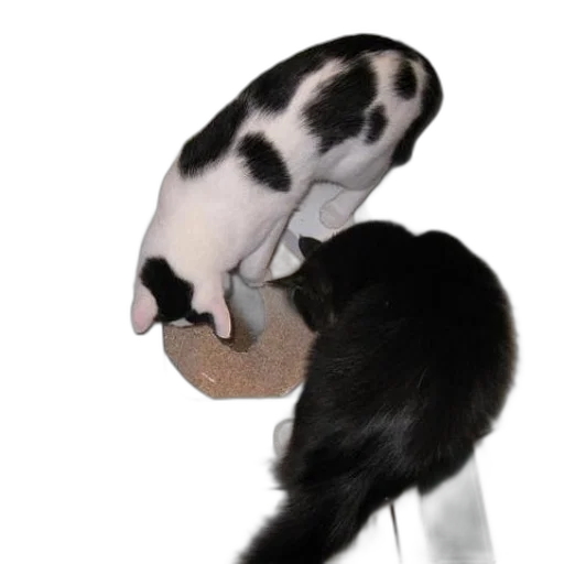 hat, staff, animal, mask transparent PNG cut-out