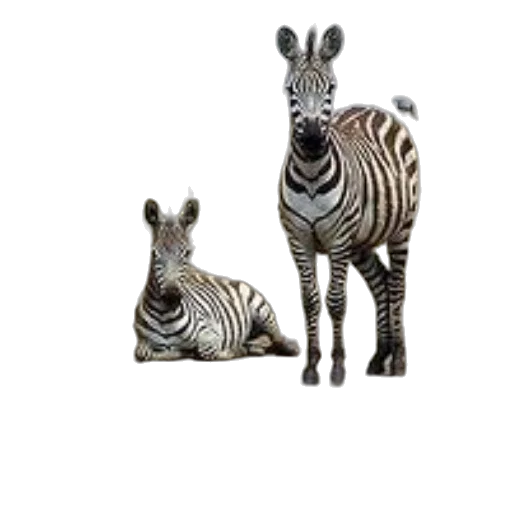 animal, creature, 3d render, photorealistic transparent PNG cut-out
