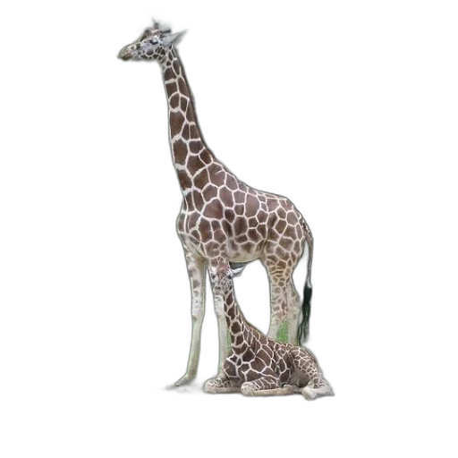 animal, creature, jewelry, staff transparent PNG cut-out