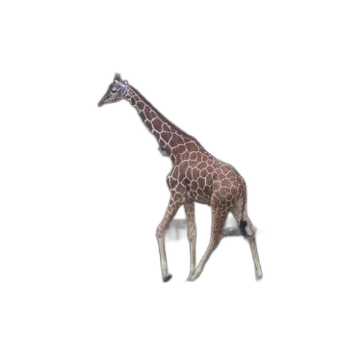 animal, creature, staff, hat transparent PNG cut-out