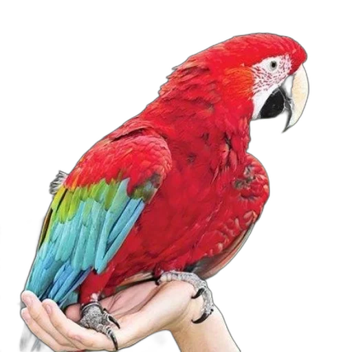 animal, jewelry, staff, creature transparent PNG cut-out