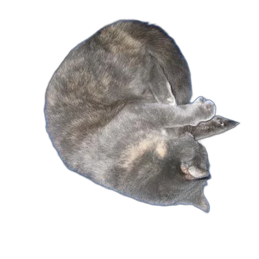 animal, hat, creature, crown transparent PNG cut-out