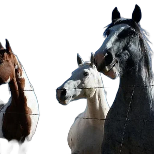animal, photorealistic, 3d render, concept art transparent PNG cut-out