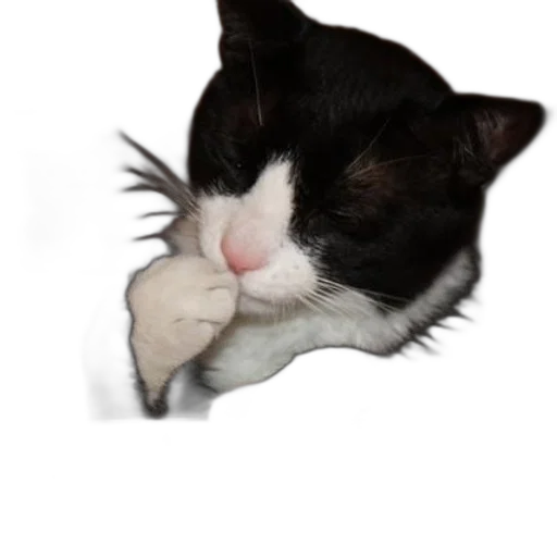 staff, animal, face, hat transparent PNG cut-out