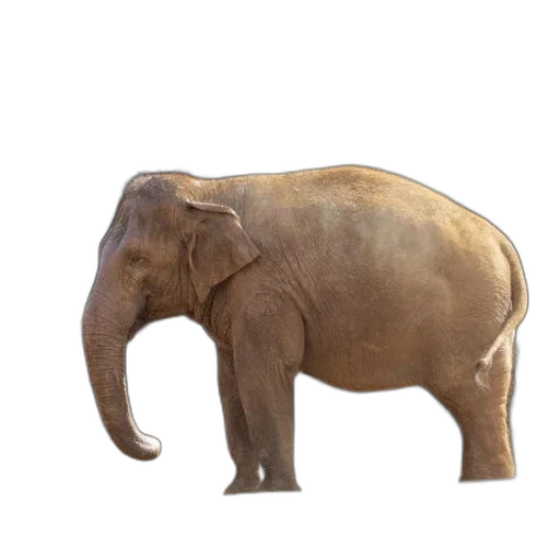 animal, creature, staff, jewelry transparent PNG cut-out