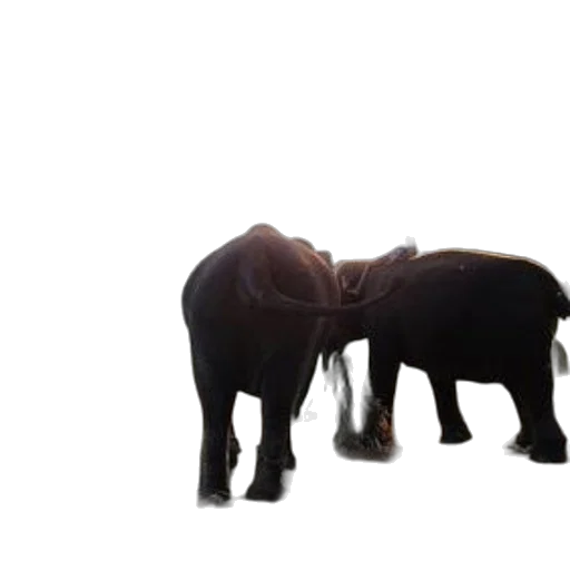 animal, 3d render, concept art, two transparent PNG cut-out